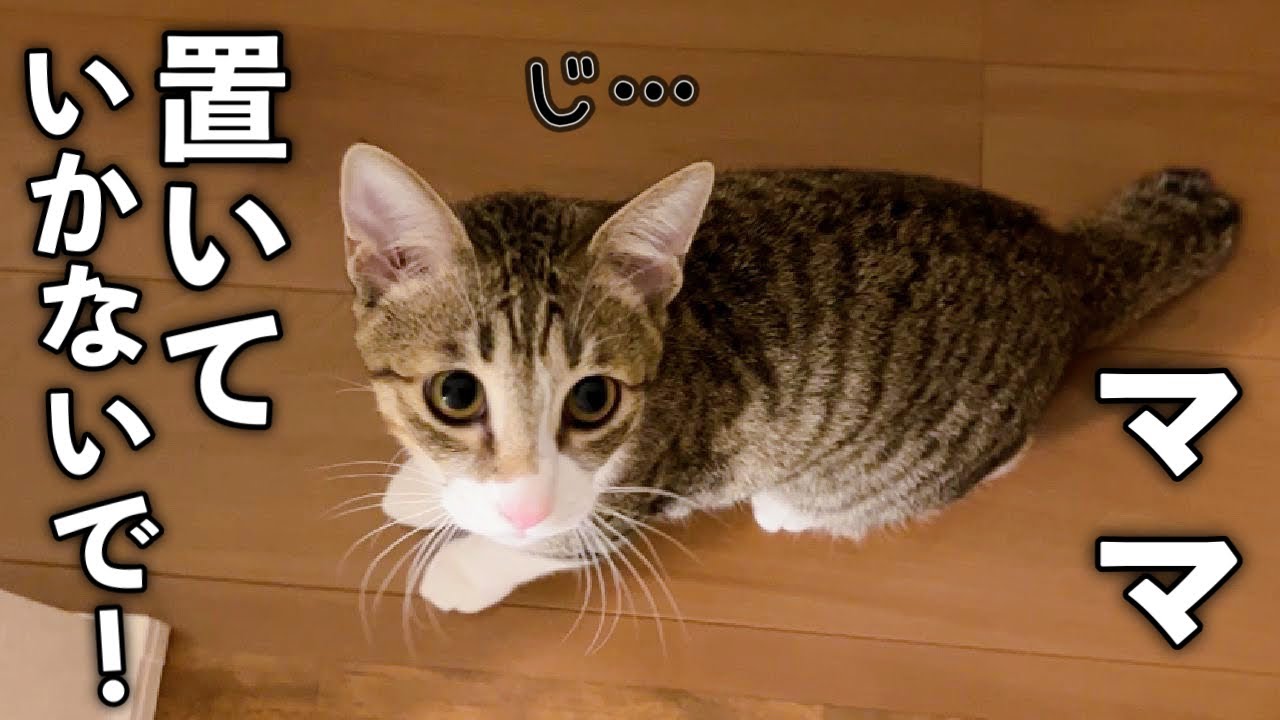 大好きなママが移動するたびにくっつき虫になる子猫が可愛い