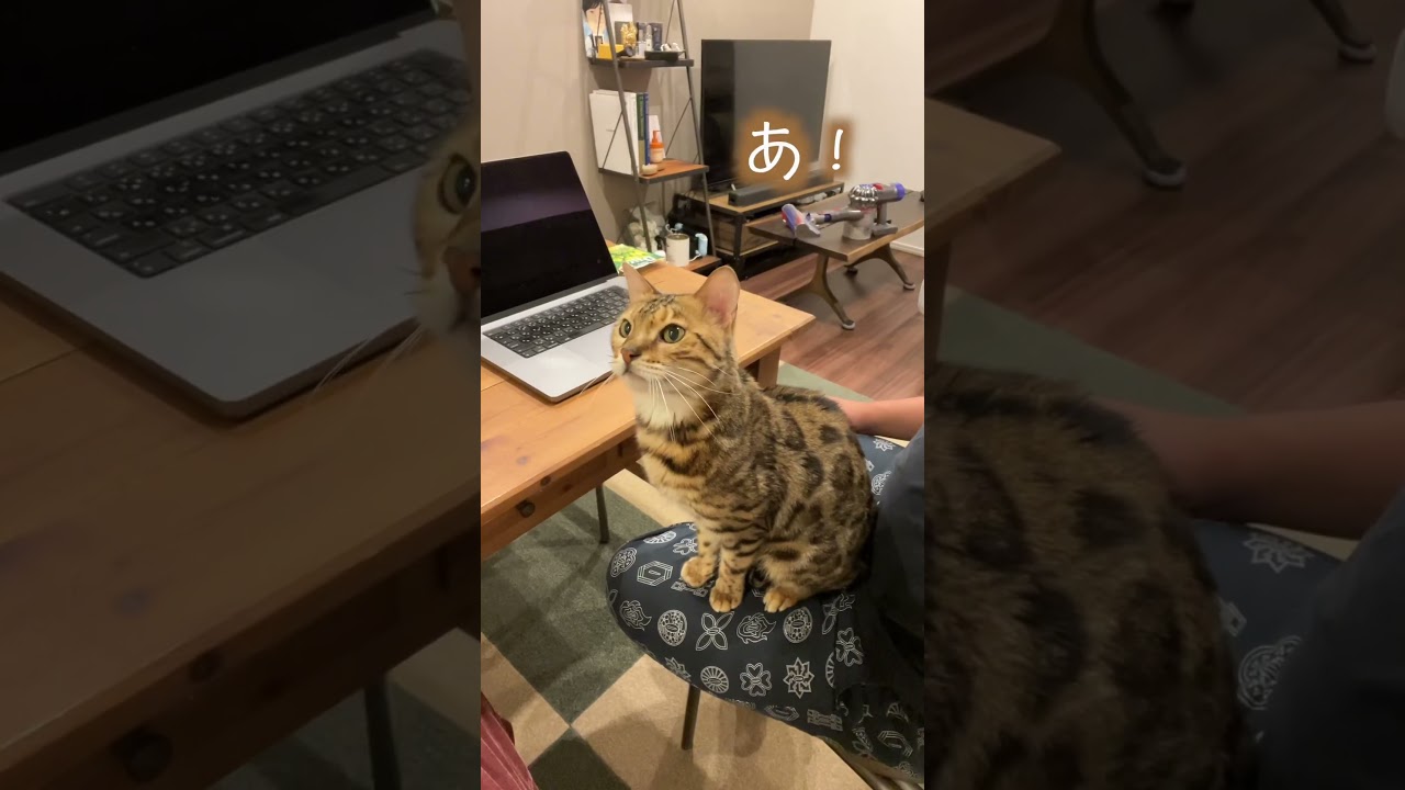 なぜかケーキを貰う気満々でいるネコ #ベンガル #ルトロゼ #猫