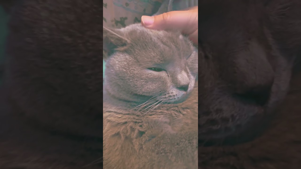 My cat loves to sleep.     #japan #kawaii #pets #cat #chartreux #シャルトリュー #ねこ #猫 #にゃんこ