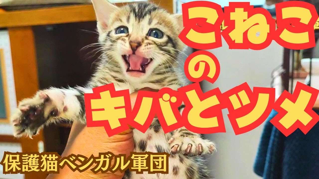 【ベンガルの保育園？】シッポの生えた天使！保護猫ベンガルの仔猫日々成長中(=ﾟωﾟ)ﾉ　※生後約40日のベンガルの子猫たちです。
