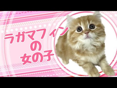 ラガマフィンの子猫　（中之島）