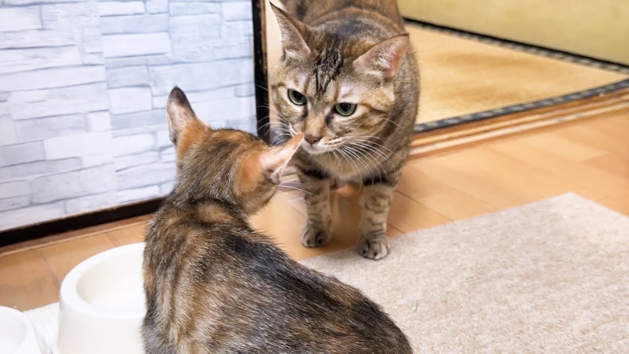 警戒心の強い子猫にさり気なく近づく優しい先輩猫
