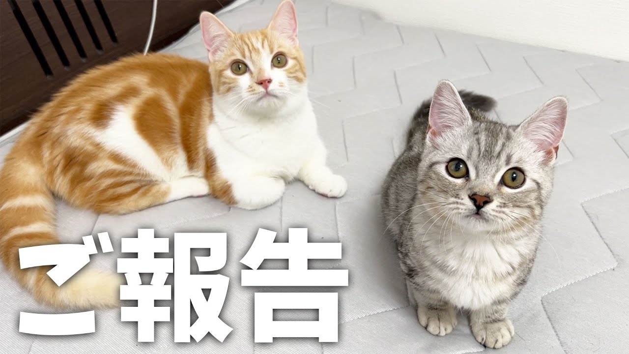 【ご報告】子猫たちを預かることになりました！