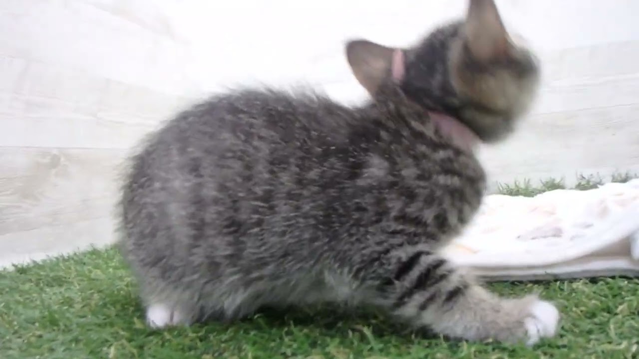 Coo&RIKU　No00654344 アメリカンカール