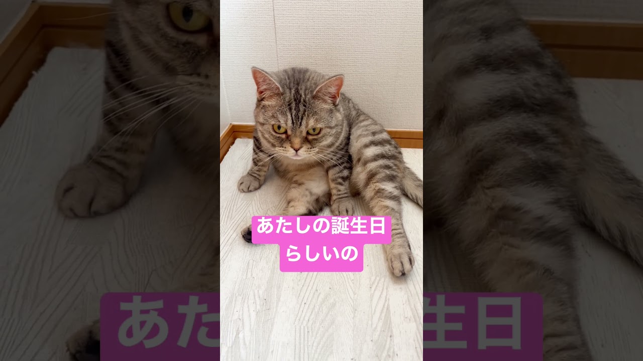 今年の母の日はポッポ夫人の誕生日！ #shorts