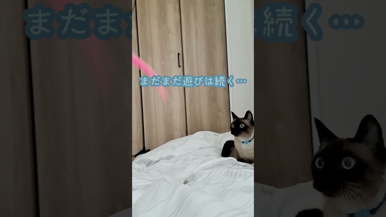 【猫】素晴らしい脚力🐈️#猫 #シャムミックス #shorts