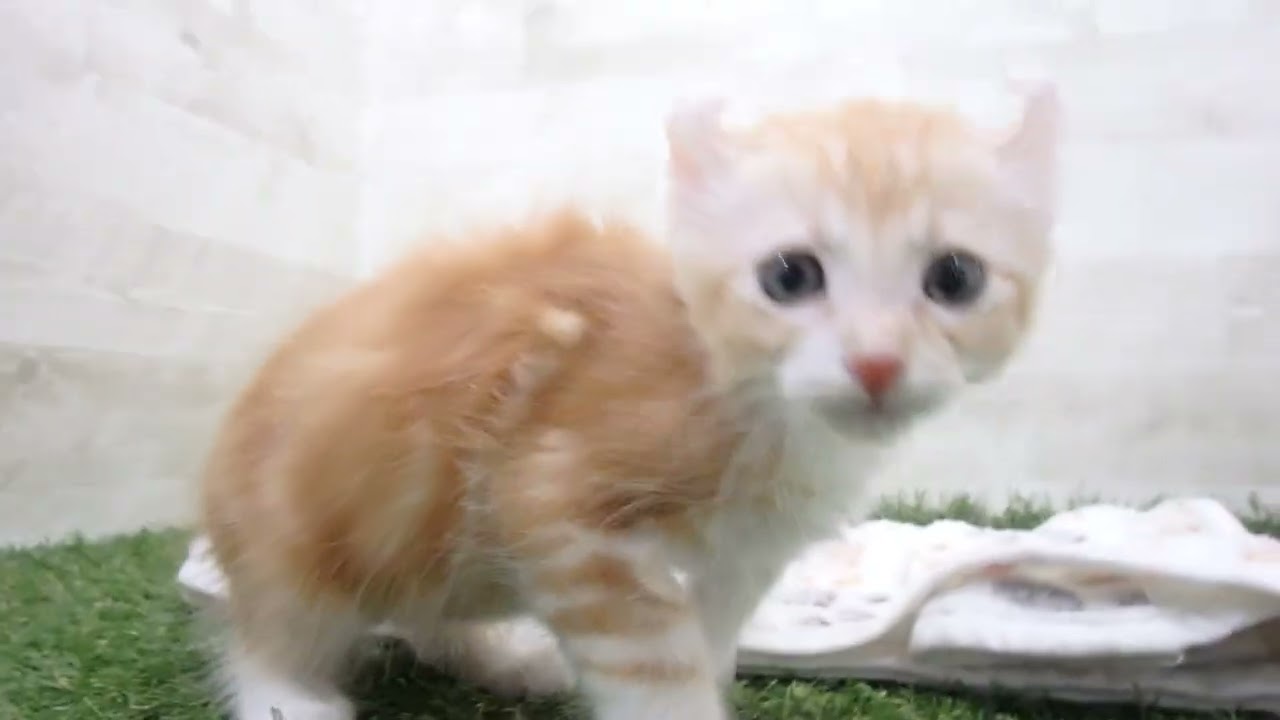 Coo&RIKU　No00654341 アメリカンカール