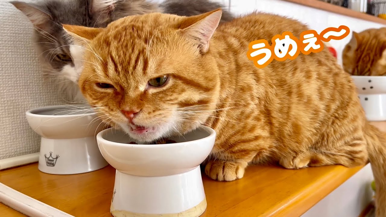 食いしん坊ぽちゃくんのごはんタイムに密着取材してみました #猫 #マンチカン