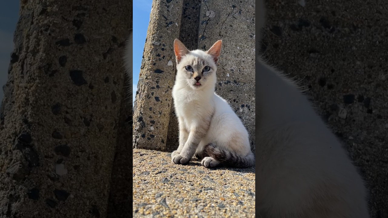 シャムミックスの猫さん　#cat #シャムトラ #猫 #シャムミックス #猫島