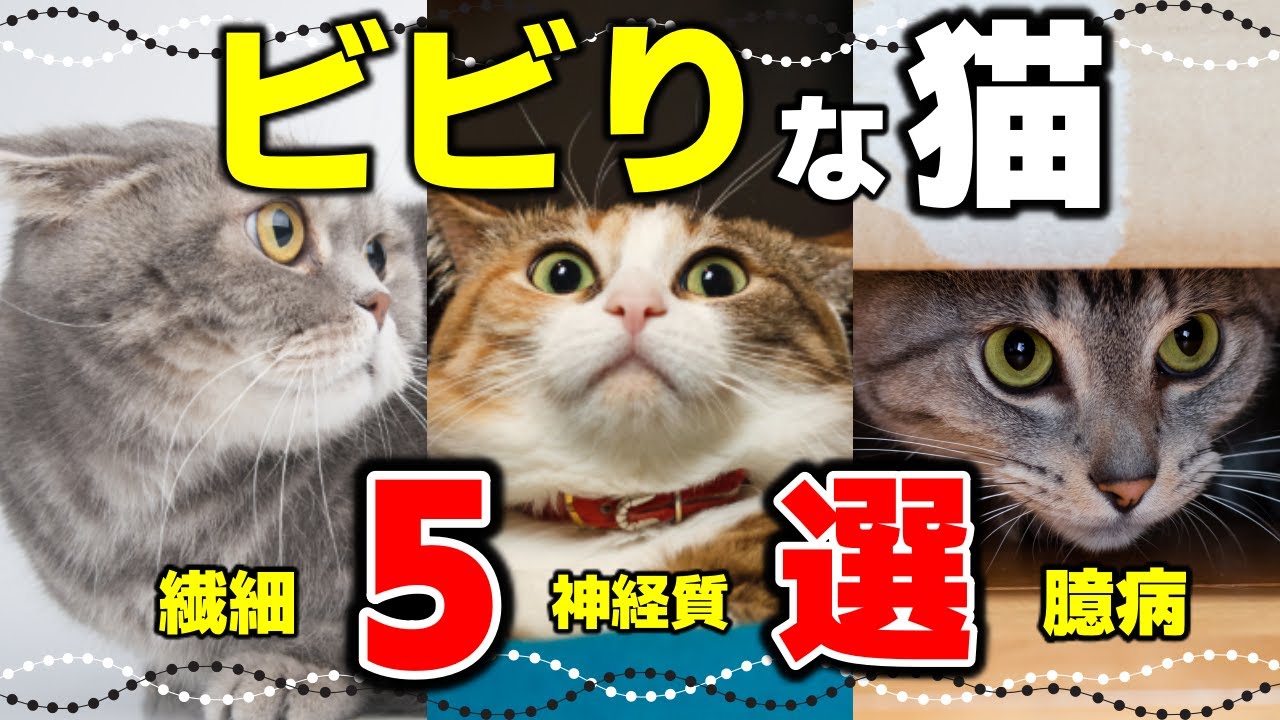 毛色で分かる？ビビりな性格の猫5選｜ビビりな猫が見せる行動とは