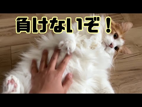 ちょっと意地悪したら反撃されました【マリー（メインクーン）】