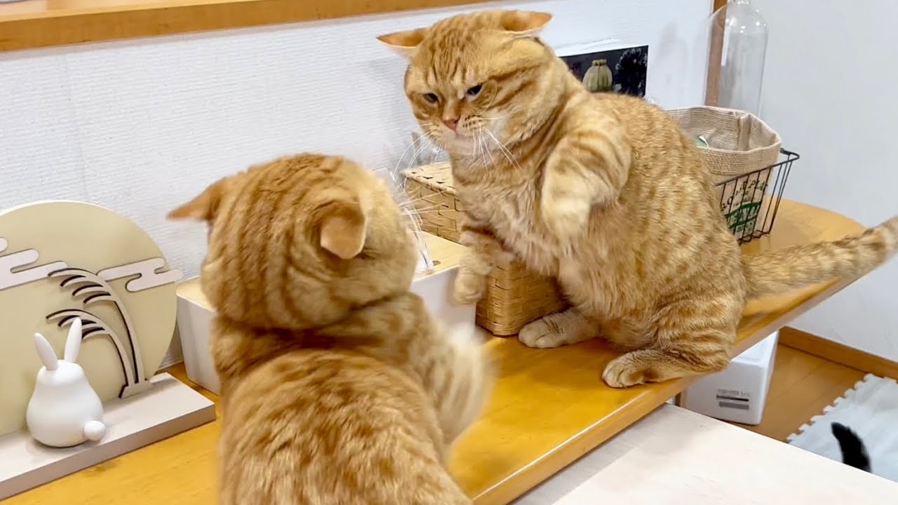 茶々パパがぽちゃくんにちょっかいを出したらポッポママがぽちゃくんのところに近づいていきまさかの... #猫 #マンチカン