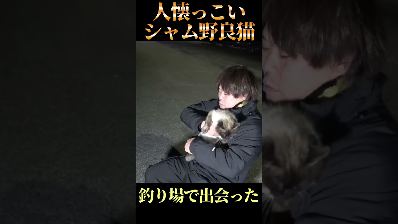 堤防で出会った人懐っこいシャム野良猫  #shorts