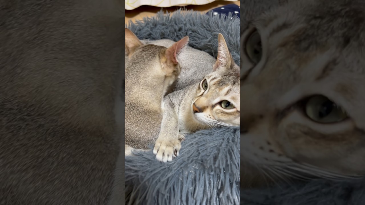 今日も仲良くグルーミングし合うシンガプーラ兄弟