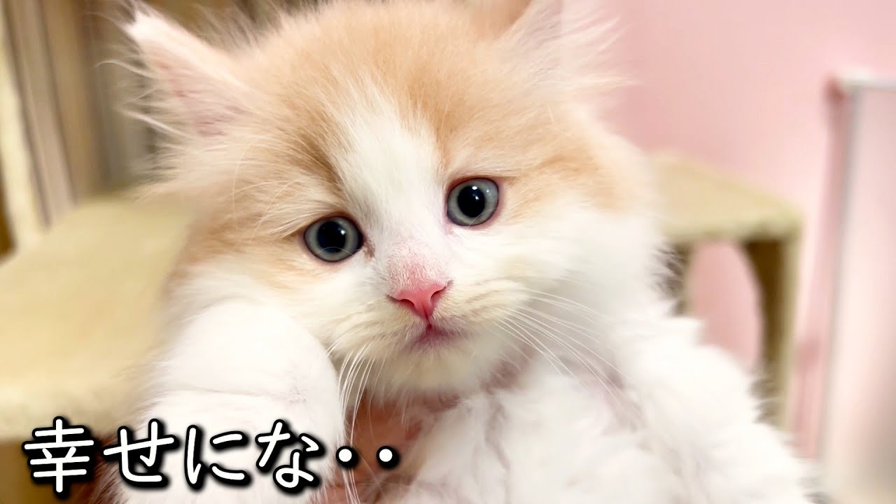 【マンチカンの子猫】子猫達の幸せを願わずにはいられない件 ∼猫のいる生活Vol.823~ 出産動画 マンチカン短足・ミヌエット・ペルシャ猫専門ブリーダー『ペット蔵人』【子猫の成長記録】