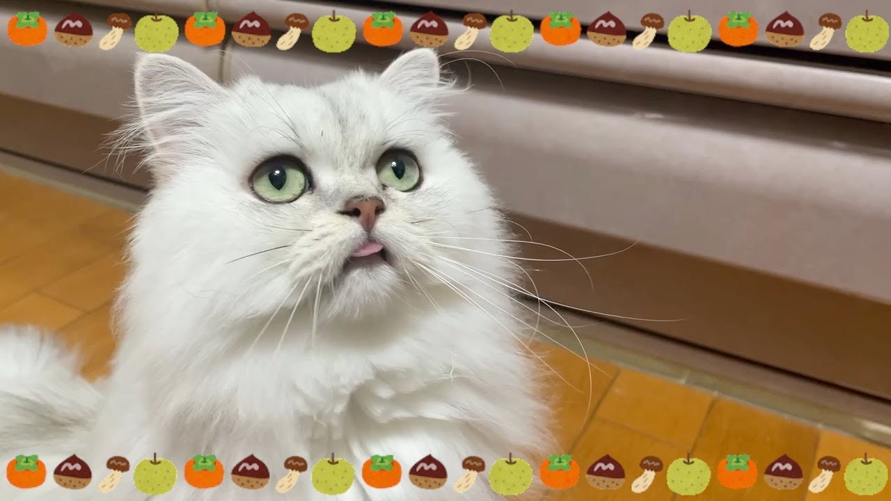 【ペルシャ猫】なにがなんでも守ってあげたい！ふわふわもふもふすぎるペルシャ猫の女の子たち！