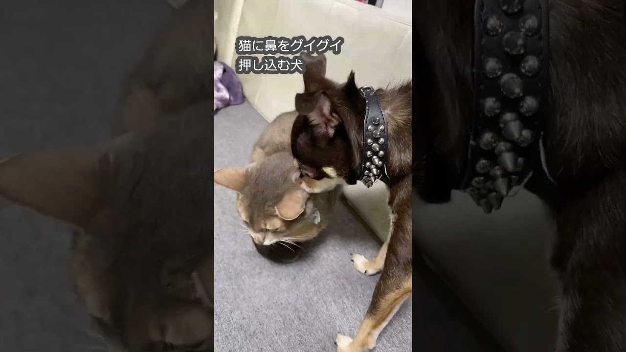 (アビ&ジャンゴ) 猫に鼻をグイグイ押し込む犬 #アビシニアン #チワワ #猫のいる暮らし