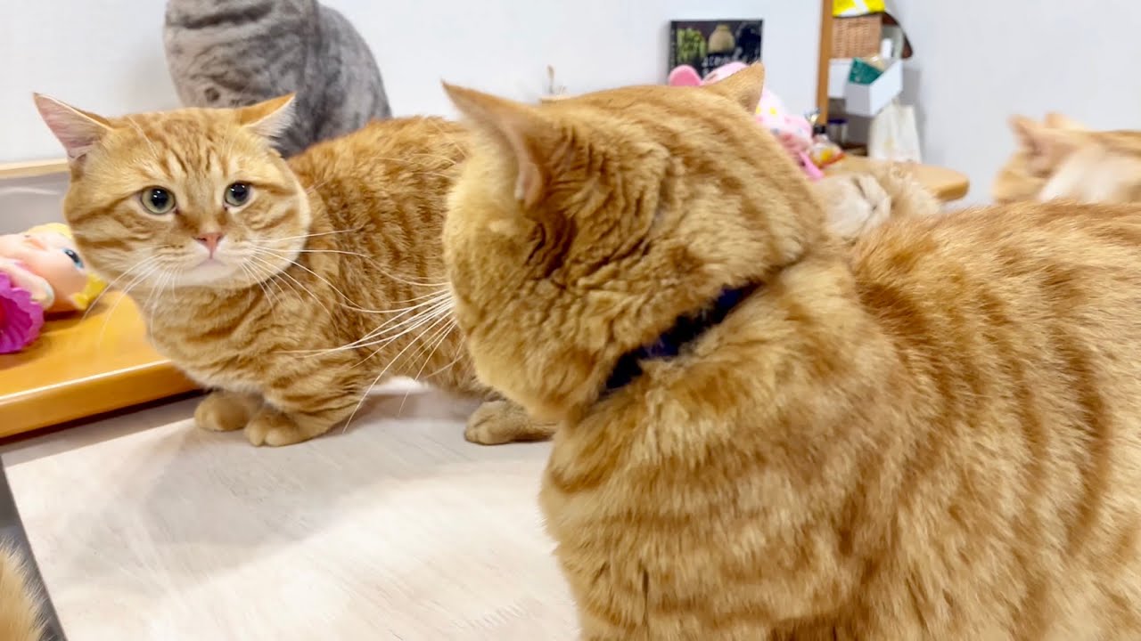 『なんだっけ？そのアイサイン』 #猫 #マンチカン