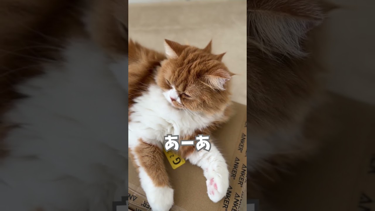 イタズラ好きはお互い様 #shorts #ねこ #cats #スコティッシュフォールド #アメリカ #ねこのいる暮らし