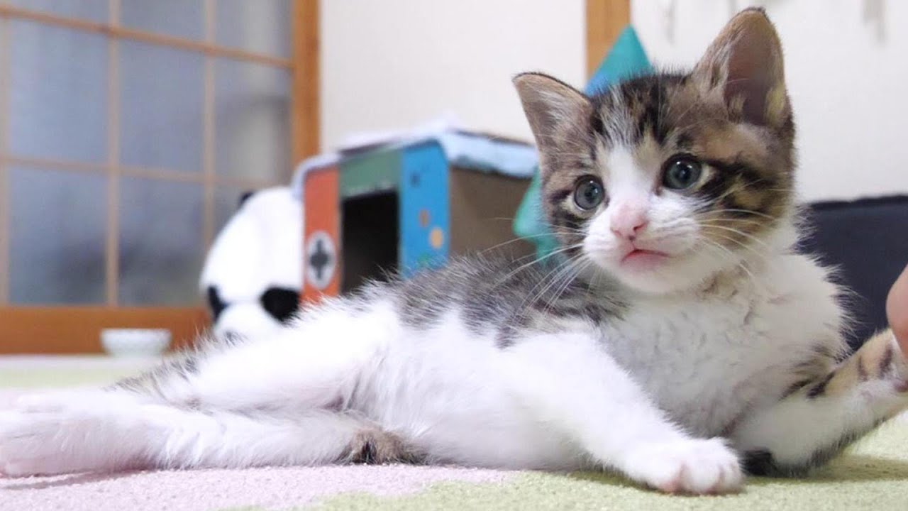 あざとカワイイキジ白子猫と至福TIME【赤ちゃん猫　保護猫】