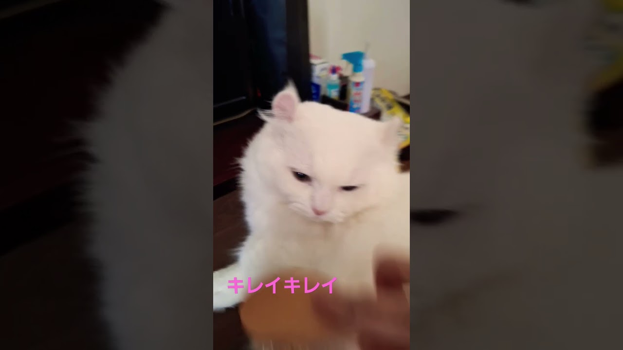 【オッドアイ幸せを呼ぶ猫】ブラッシング気持ちいい🎵#猫#cat#白猫#キンカロー#shorts