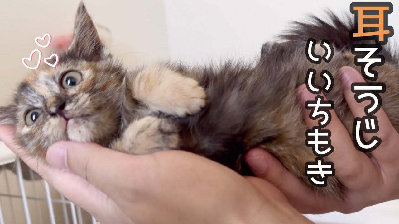 子猫の耳が汚すぎるので掃除したら、こんな事になりました！！