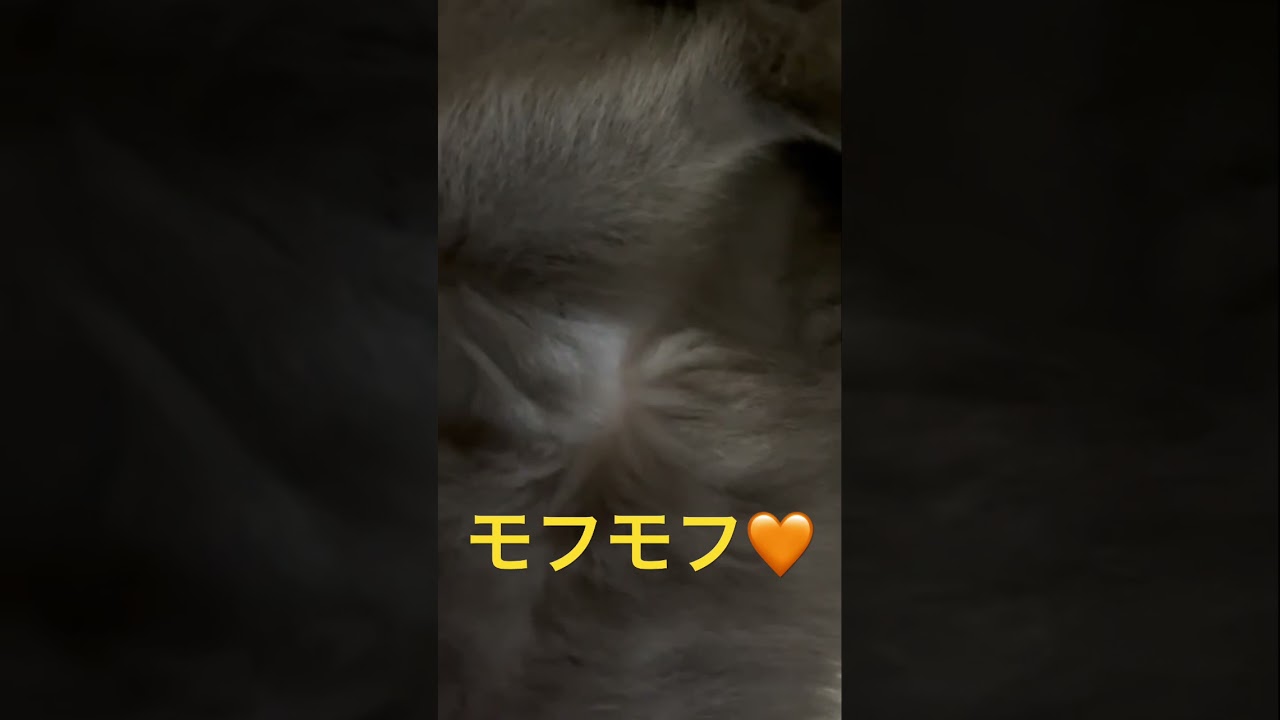 そらちゃん😻モフモフ全開💛（ロシアンブルー）#shorts