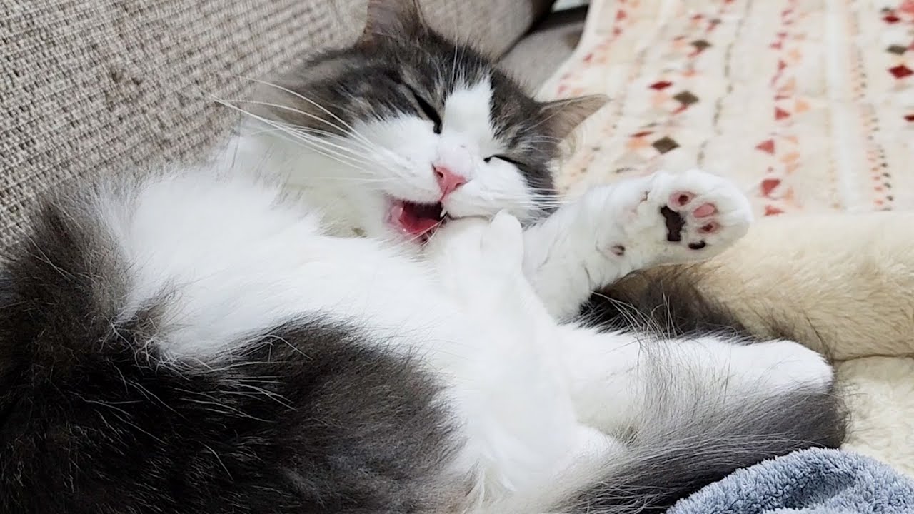 ワイルドな表情をチラ見せするノルウェージャンフォレストキャット