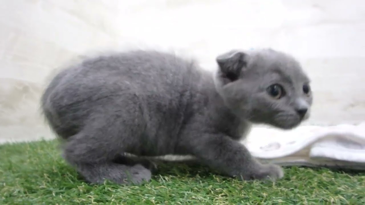 Coo&RIKU　No00654348 スコティッシュフォールド