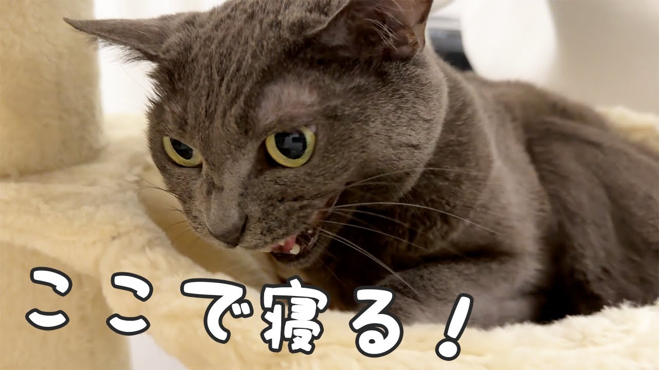寒くなって猫たちの寝る場所が少し変わってきました！