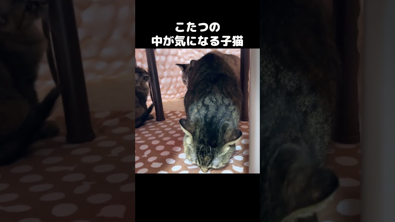 こたつの中で子猫と先住猫が集まる様子が幸せ　#shorts