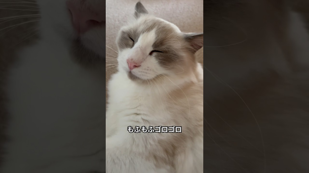 【ラグドールのわたげ】毛が冬仕様になってきた猫#shorts #猫 #ラグドール