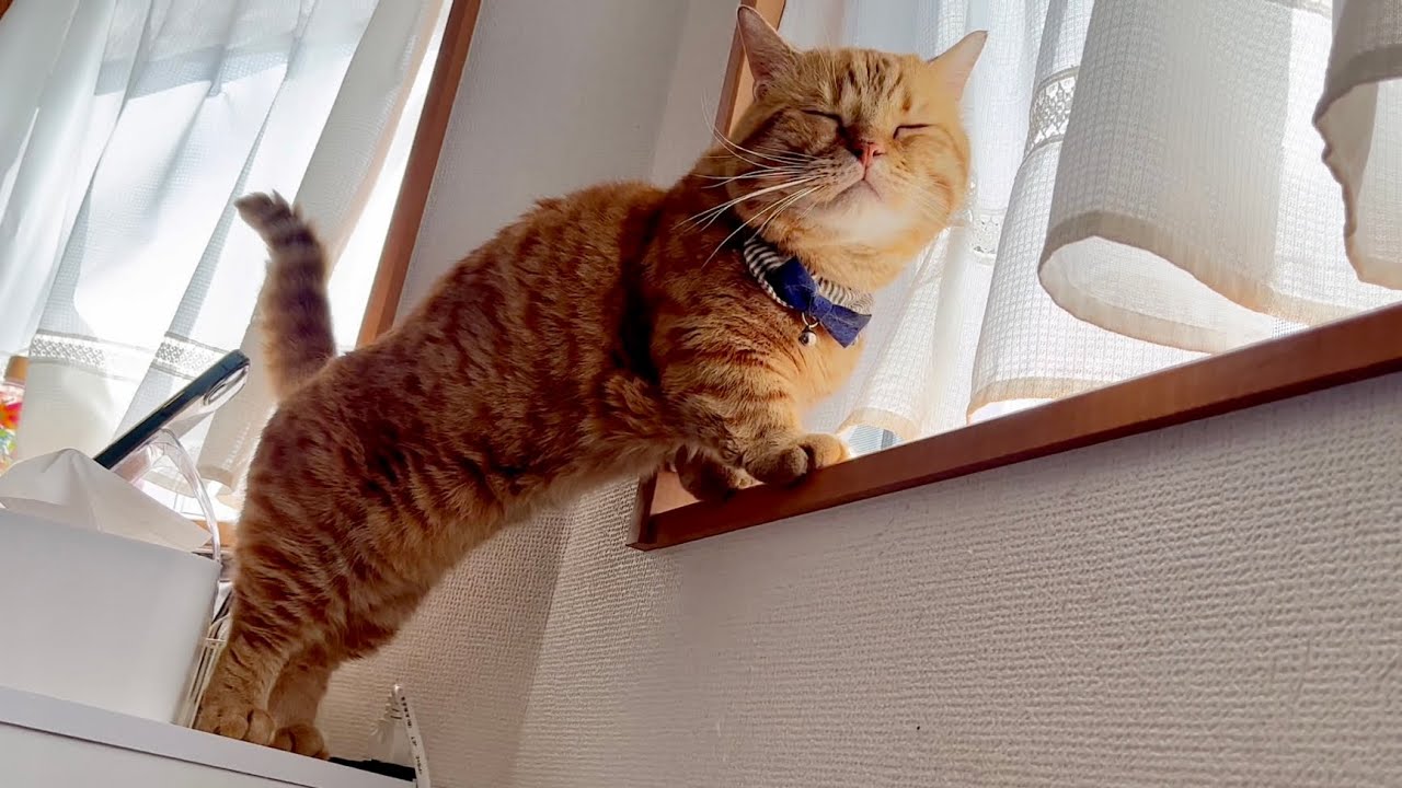 勉強中のママの邪...励まし続ける茶々パパ #猫 #マンチカン