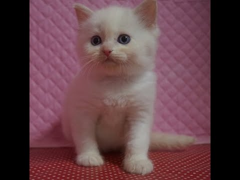 #ラグドール#クリームポイントバイカラー#0908   2023生オス