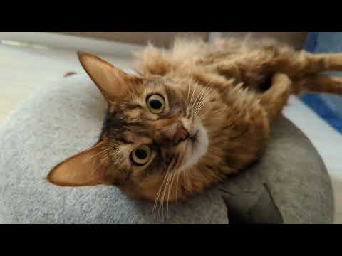 【645日目】足ぴょん #ソマリ #cat