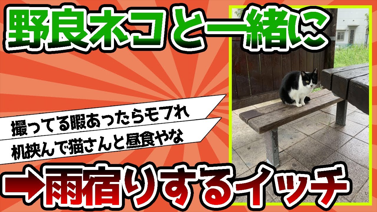 【2ch動物スレ】ワイ、野良ネッコと雨宿りwwww