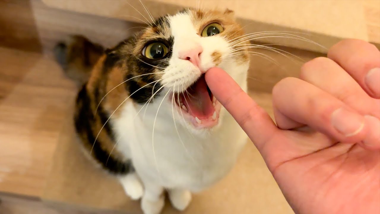 夢の国から帰ってきた飼い主に歓喜する猫たちにお土産を渡します