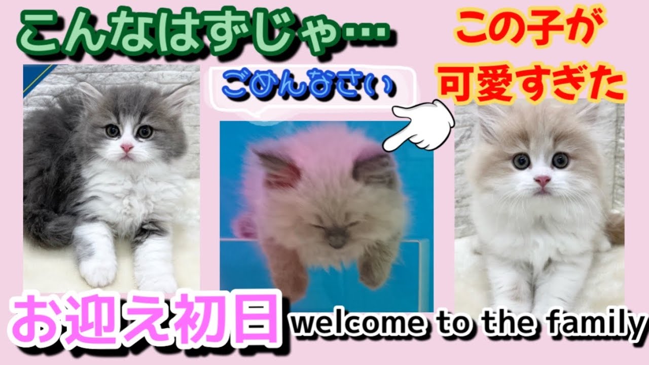 お迎え初日！Welcome to the family!【サイベリアン】【siberian】猫アレルギー持ちの初めてのお迎え🍀赤ちゃん子猫 多頭飼い 大きいケージ DIY cat