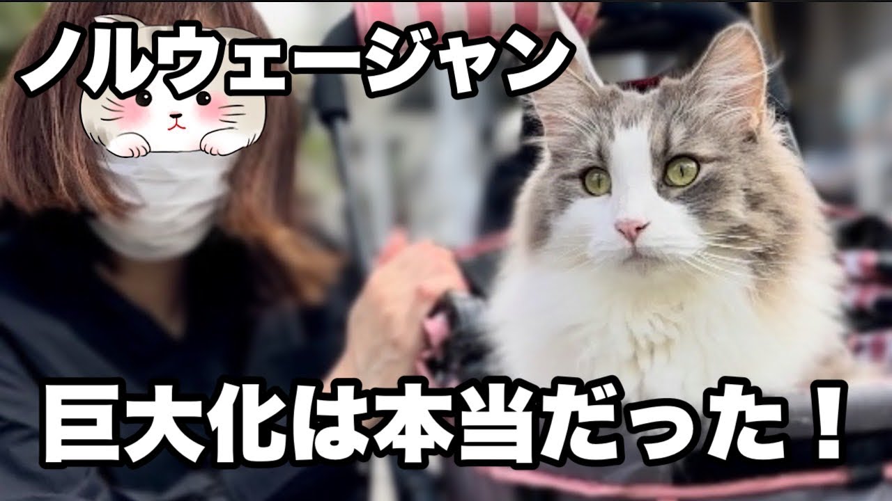 巨大化していたノルウェージャン❗️3歳で成猫は本当だ✴︎ハーネスがつけられませんでした💦