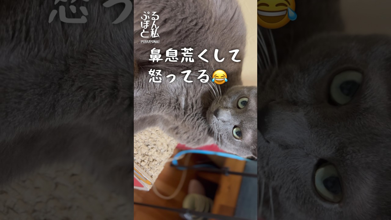 鼻息荒くして怒ってる猫が可愛すぎる😍肉球いじり#shorts #猫 #ロシアンブルー #cat #russianblue