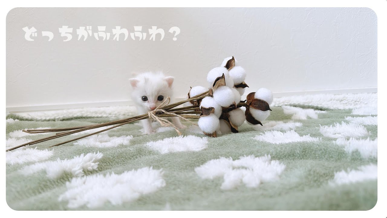 【163gのひとりっ子猫】ふわふわのコットンみたいな子猫はミルクが大好きです【保護猫生活6日目】