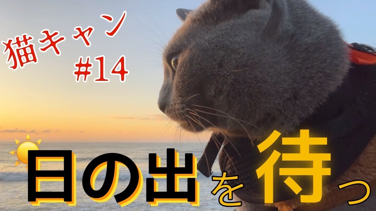 【車中泊 】猫キャン〜日本一早い日の出を愛猫と一緒に見れる日が来るなんて