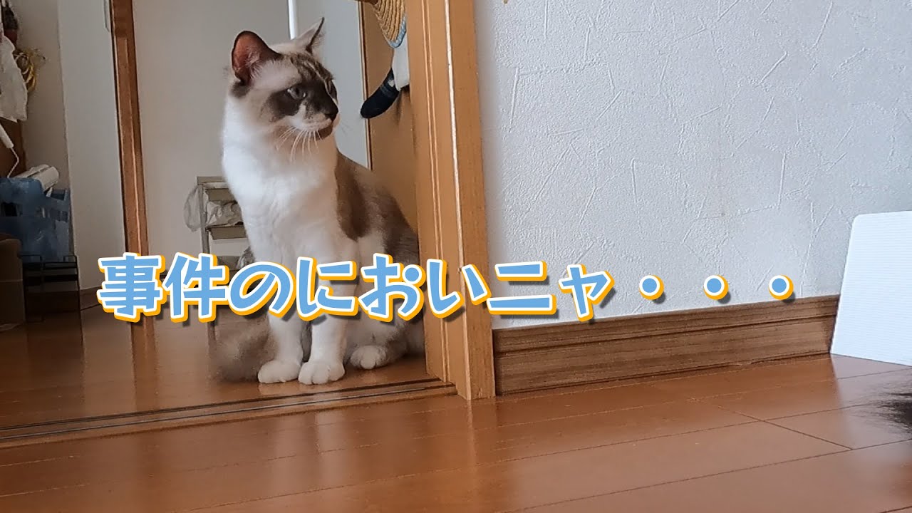 【猫】【ヒマラヤン】名探偵らん丸#子猫　#ヒマラヤン　#ラグドール　#猫
