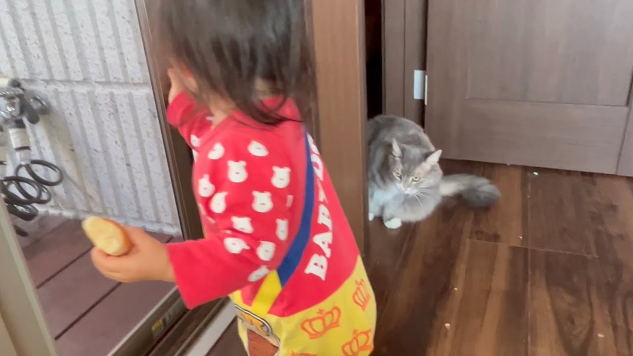 毎朝、一歳児の窓開けを楽しみにしている猫　ノルウェージャンフォレストキャット　The cat looks forward to seeing the toddler open the window