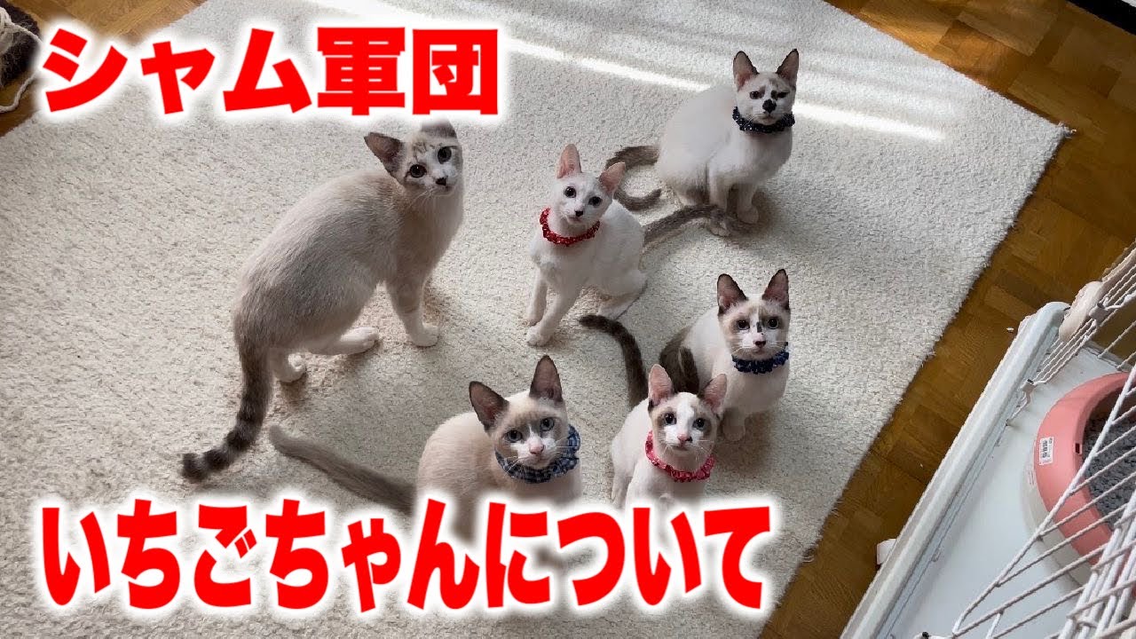 シャム軍団のいちごちゃんについてお知らせがあります
