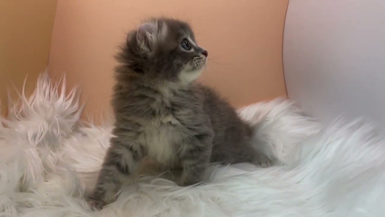 アメリカンカール 【ブルータビー】くるんとした耳が可愛いカール兄妹💓