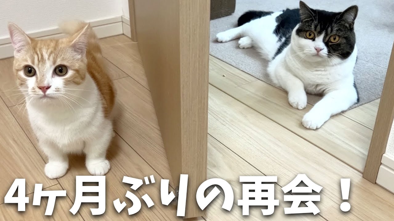 子猫むぎくんと親子猫の4ヶ月ぶりの再会はこうなりました…