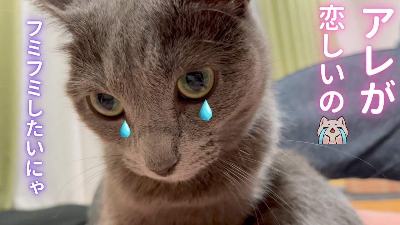 「アレ」を心待ちにしてる猫（ロシアンブルー）