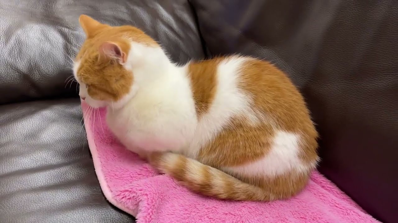 ある夜のお話【短足マンチカン】#760