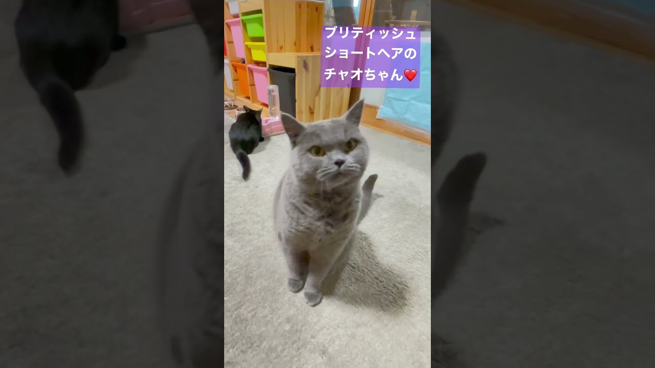 どんどん王国のチャオちゃん♀❤️ブリティッシュショートヘアの女の子